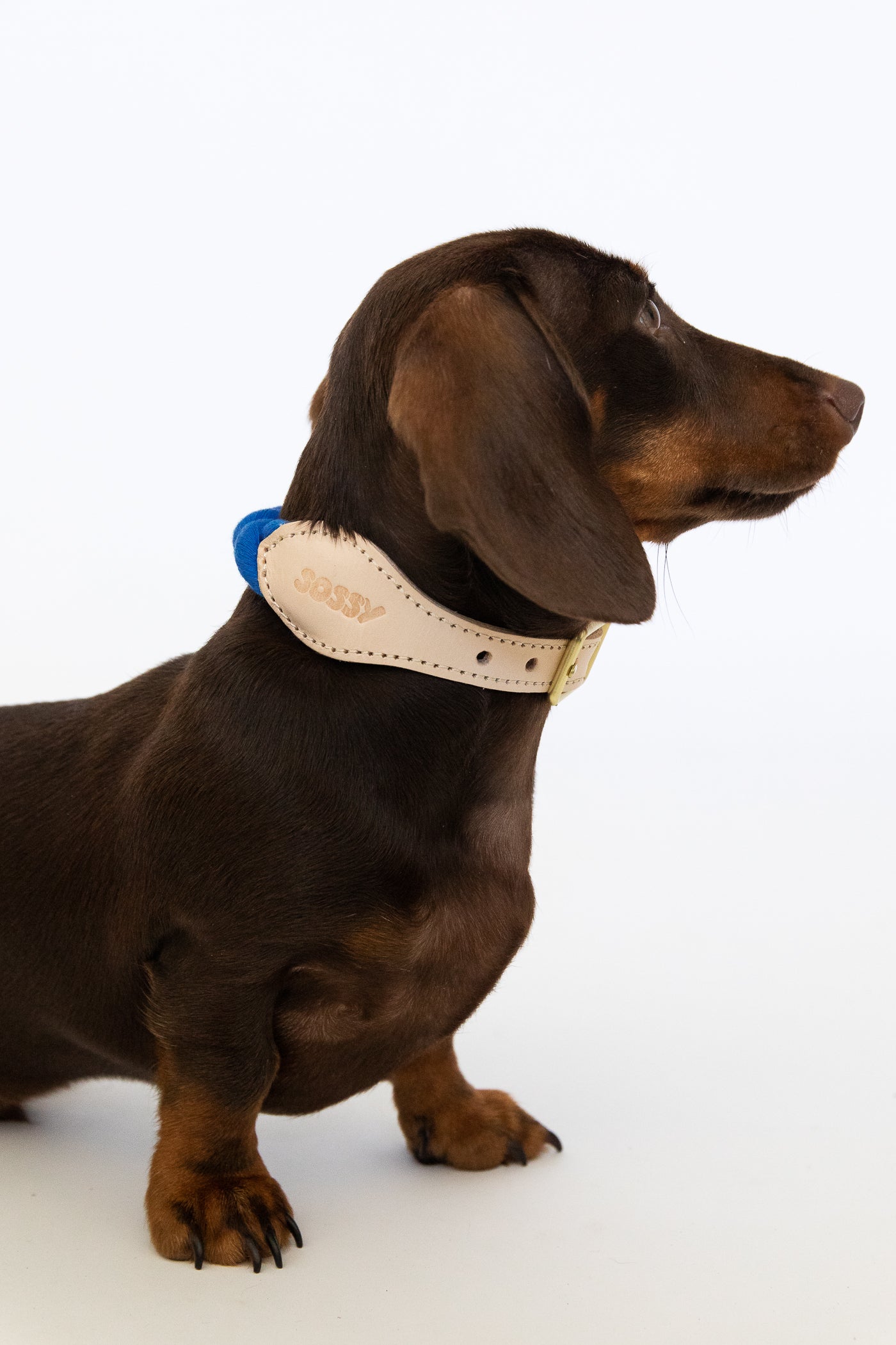 Royal blue leather collar