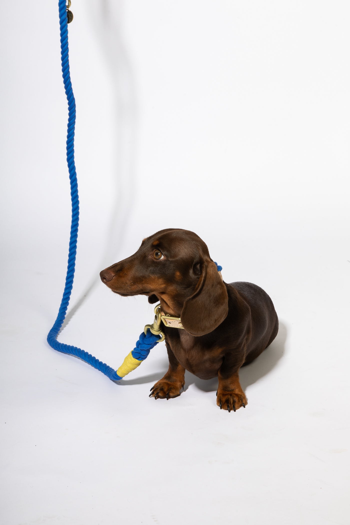 Royal blue rope leash